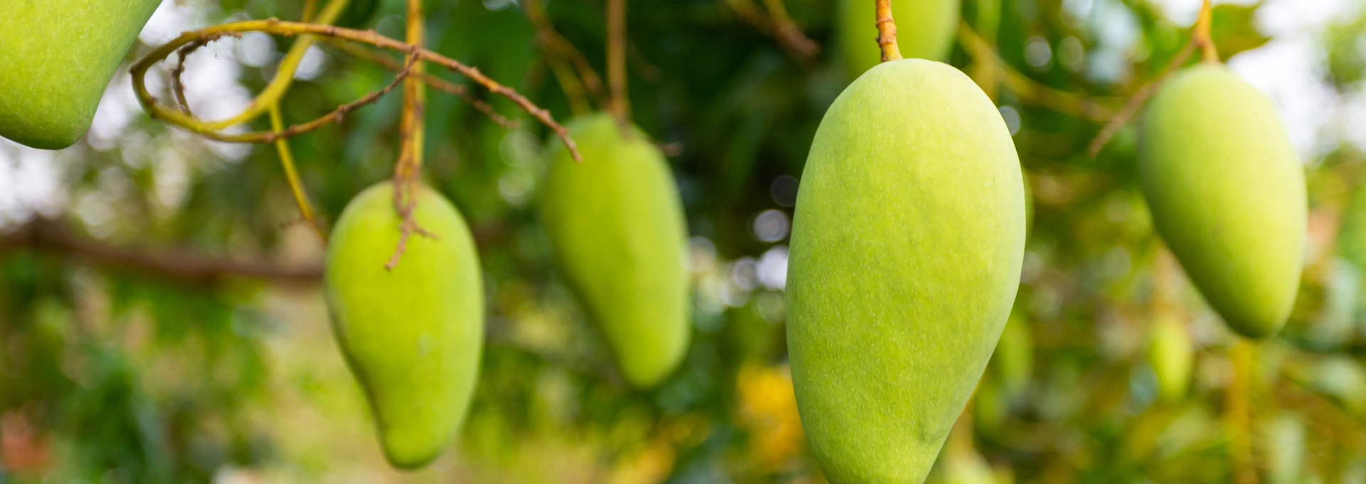 cold chain solutions companies