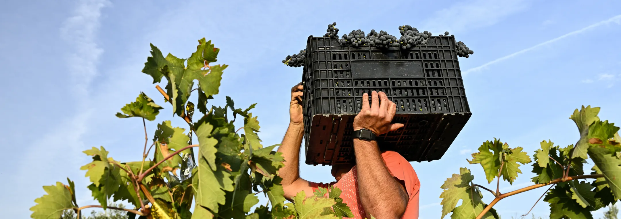 cold chain solutions